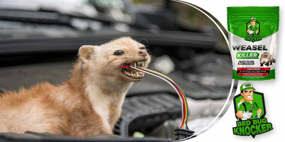 Nereti zebiekstes pārgriež automašīnu elektrības kabeļus. Kā mēs varam efektīvi novērst šo problēmu?