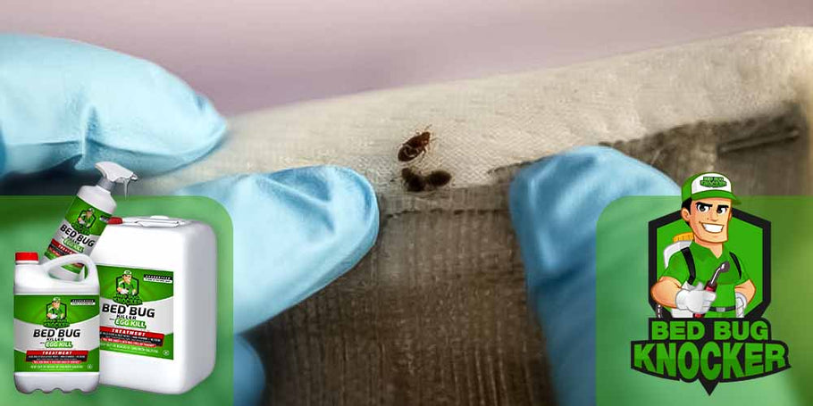 Kā lietot pretgultas blusu līdzekli Bed Bug Knocker?